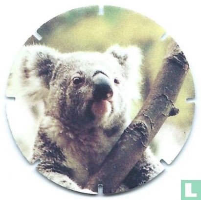 Koala - Bild 1