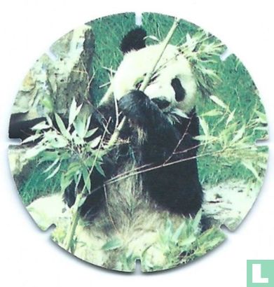 Reuze Panda - Image 1