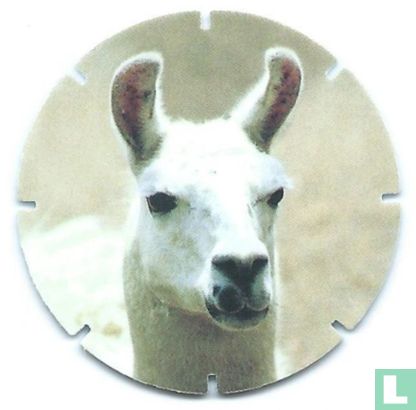 Lama - Image 1