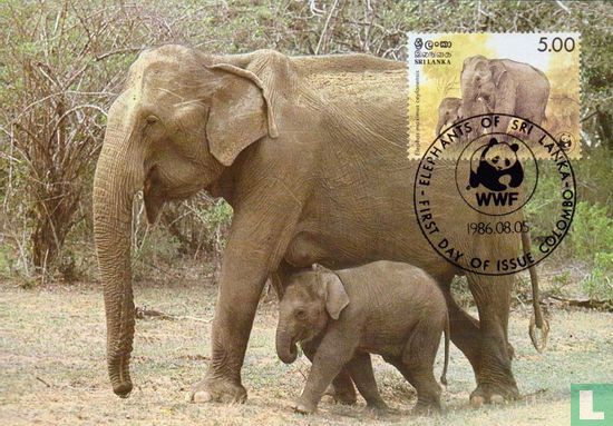 Sri Lankan Elephant 
