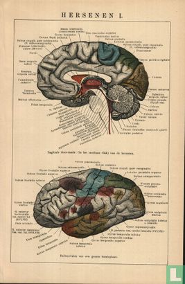 hersenen 02 - brain 02