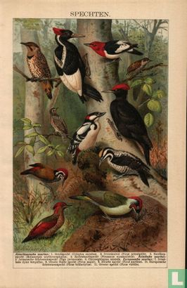 spechten  woodpecker  