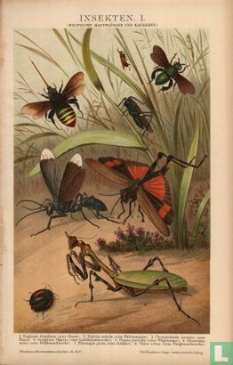 Insekten insecten 
