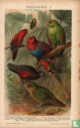 Papegaaien papegeien   