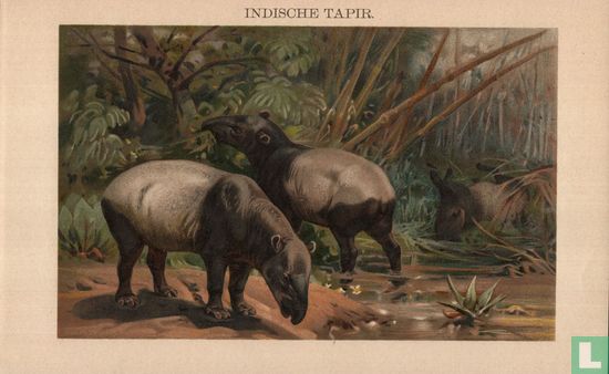 Tapir 