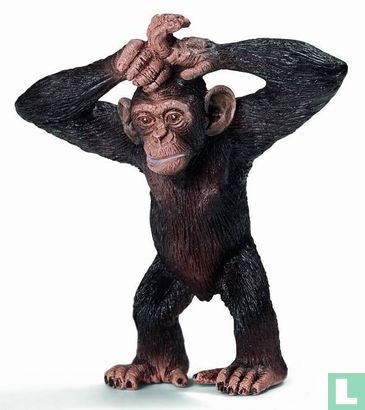 Jonge Chimpansee
