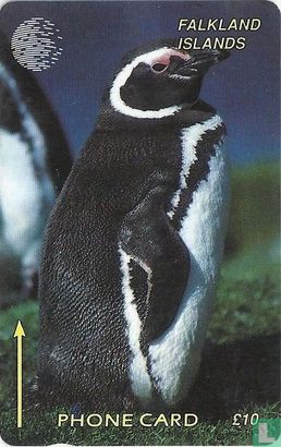 Jackass Penguin - Image 1
