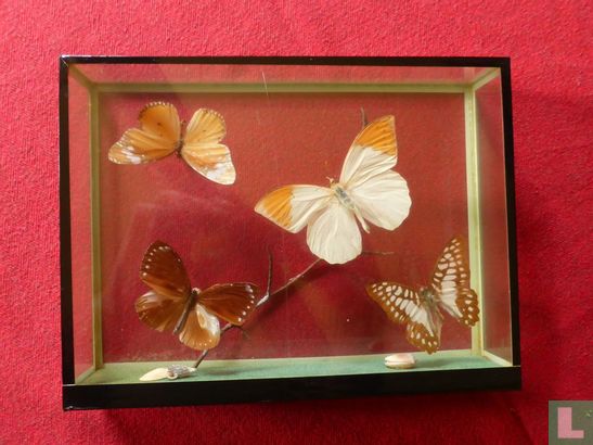 Vlinders In Glazen Vitrine - Afbeelding 2