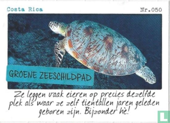 Costa Rica - Groene zeeschildpad - Bild 1