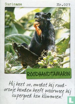 Suriname - Roodhandtamarin - Afbeelding 1