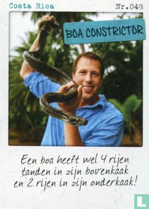 Costa Rica - Boa constrictor - Afbeelding 1
