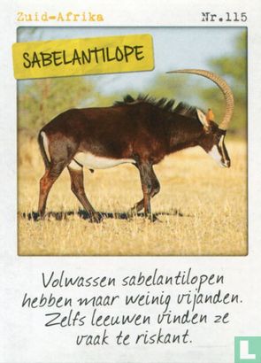 Zuid-Afrika - Sabelantilope - Afbeelding 1