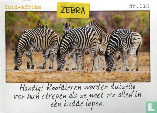 Zuid-Afrika - Zebra - Afbeelding 1