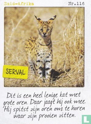 Zuid-Afrika - Serval - Afbeelding 1