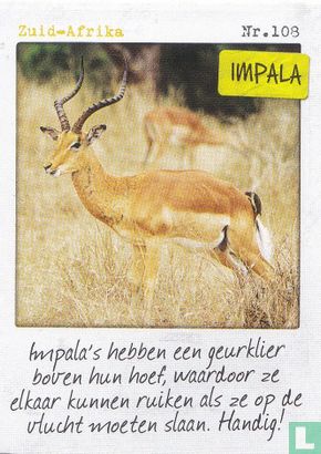 Zuid-Afrika - Impala - Image 1