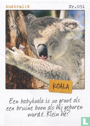 Australië - Koala - Afbeelding 1
