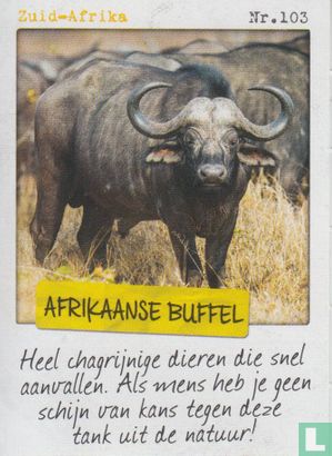 Zuid-Afrika - Afrikaanse buffel - Afbeelding 1