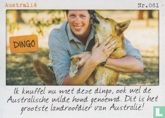 Australië - Dingo - Bild 1