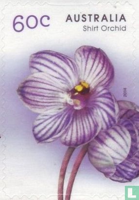 Einheimische Orchideen