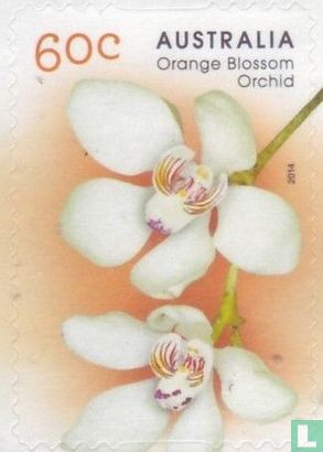 Inheemde Orchideen