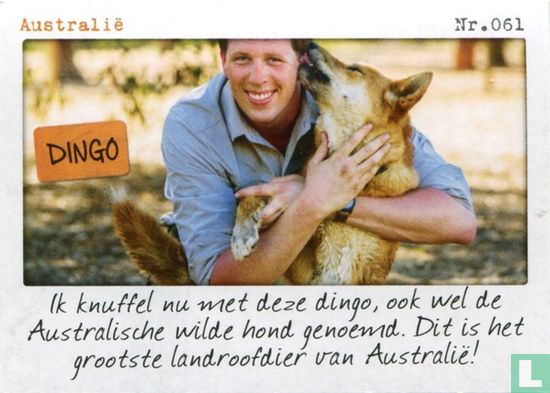 Australië - Dingo - Afbeelding 1