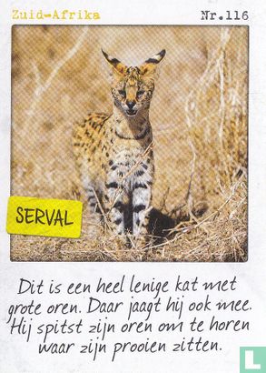 Zuid-Afrika - Serval  - Bild 1