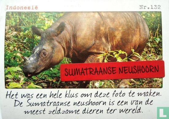 Indonesië - Sumatraanse neushoorn - Afbeelding 1