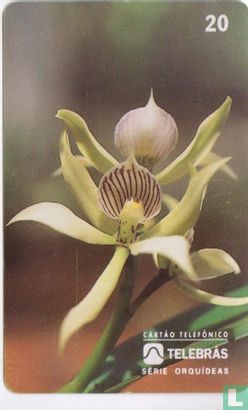 Orchid - Afbeelding 1