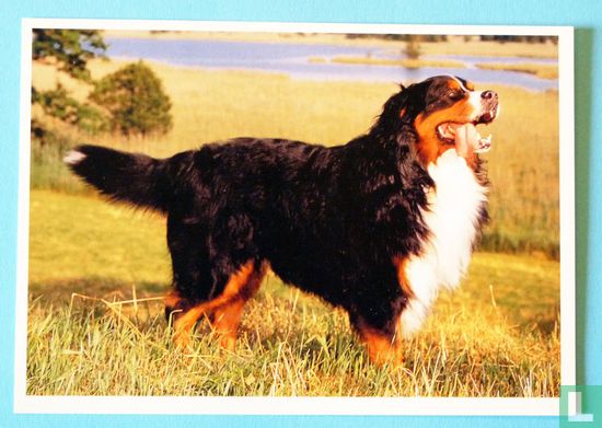 Berner Sennenhund Postkarte