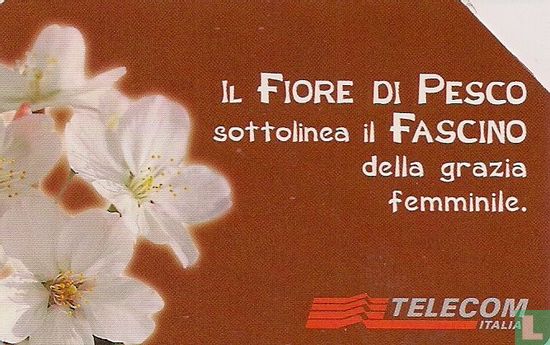 Messaggi Floreali - Fiore Di Pesco - Image 1