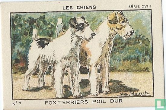 Fox-Terriers poil dur