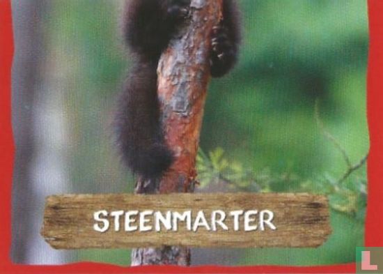 Steenmarter - Image 1