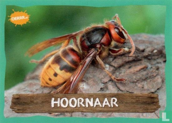 Hoornaar - Image 1