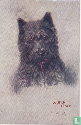 Scottish Terrier - Afbeelding 1