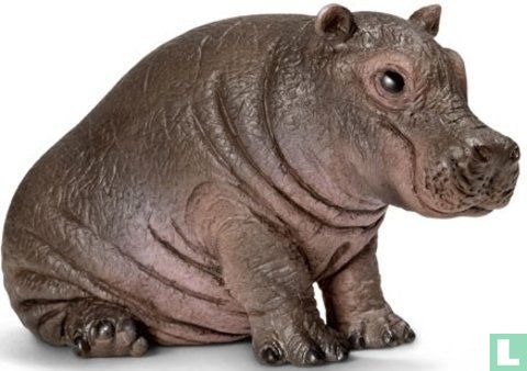 Hippopotamus Calf sitting