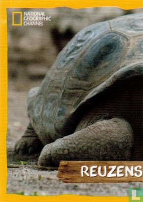 Reuzenschildpad - Bild 1
