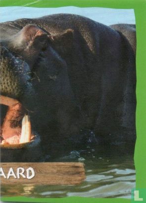Nijlpaard - Bild 1