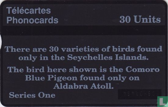 Comoro Blue Pigeon - Afbeelding 2
