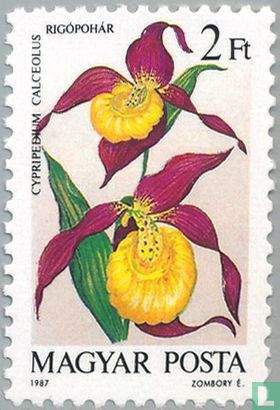  Lady's-slipper Orchid