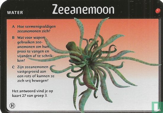 Zeeanemoon - Image 1