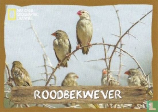 Roodbekwever - Image 1