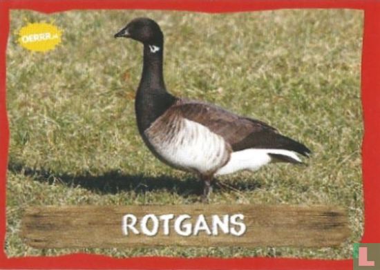 Rotgans - Afbeelding 1