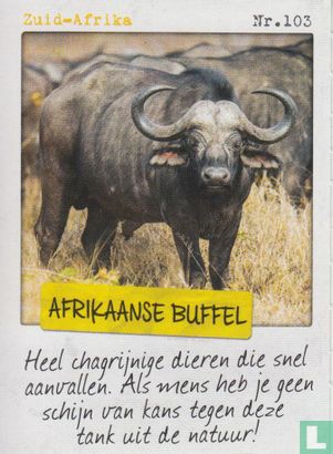 Zuid-Afrika - Afrikaanse buffel - Afbeelding 1
