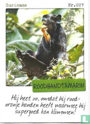 Suriname - Roodhandtamarin  - Image 1