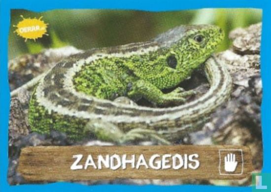 Zandhagedis - Bild 1