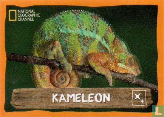 Kameleon - Afbeelding 1