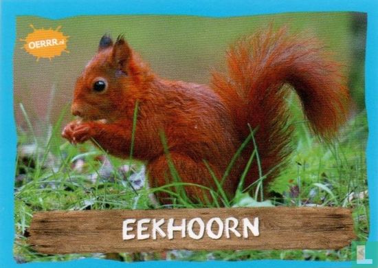 Eekhoorn - Image 1