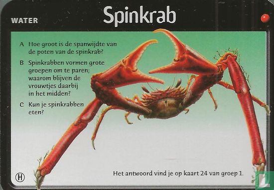Spinkrab - Image 1