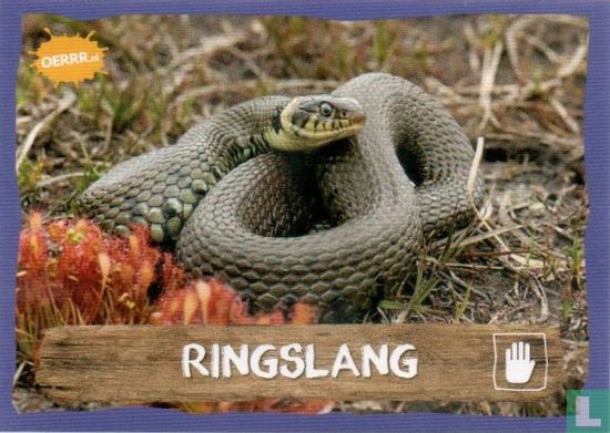 Ringslang - Image 1