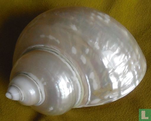 Turbo Argyrostoma Pearlized Shell( Parelmoer)   - Bild 1